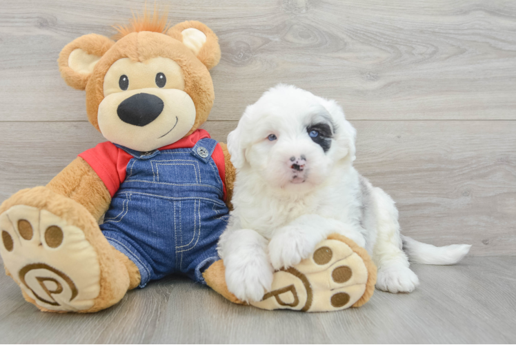Hypoallergenic Sheep a Poo Poodle Mix Puppy