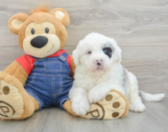 5 week old Mini Sheepadoodle Puppy For Sale - Pilesgrove Pups