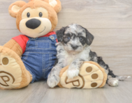 5 week old Mini Sheepadoodle Puppy For Sale - Pilesgrove Pups