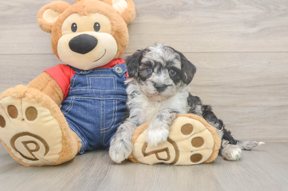 5 week old Mini Sheepadoodle Puppy For Sale - Pilesgrove Pups
