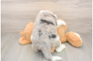 Funny Mini Sheepadoodle Poodle Mix Pup