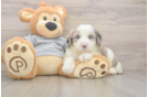 Best Mini Sheepadoodle Baby