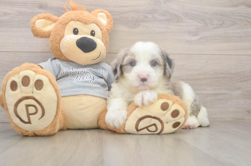 5 week old Mini Sheepadoodle Puppy For Sale - Pilesgrove Pups