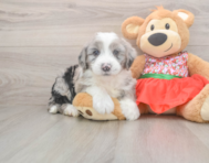 5 week old Mini Sheepadoodle Puppy For Sale - Pilesgrove Pups