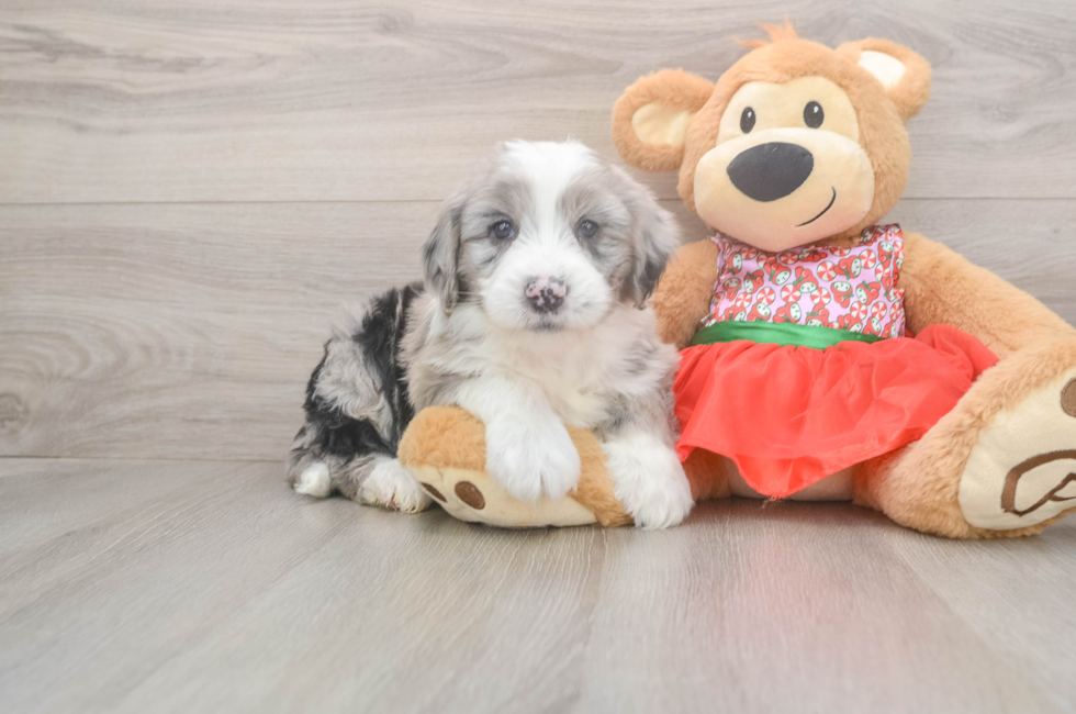 5 week old Mini Sheepadoodle Puppy For Sale - Pilesgrove Pups