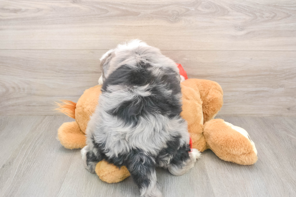 Energetic Mini Sheepapoo Poodle Mix Puppy