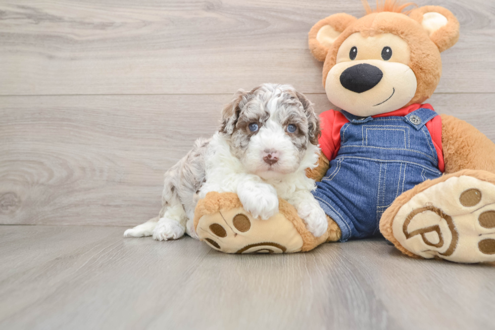 Playful Sheepdoodle Poodle Mix Puppy