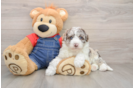 Sweet Mini Sheepadoodle Baby