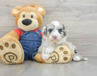 5 week old Mini Sheepadoodle Puppy For Sale - Pilesgrove Pups