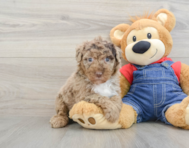 8 week old Mini Sheepadoodle Puppy For Sale - Pilesgrove Pups