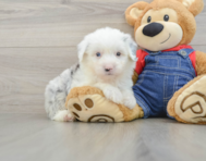 6 week old Mini Sheepadoodle Puppy For Sale - Pilesgrove Pups