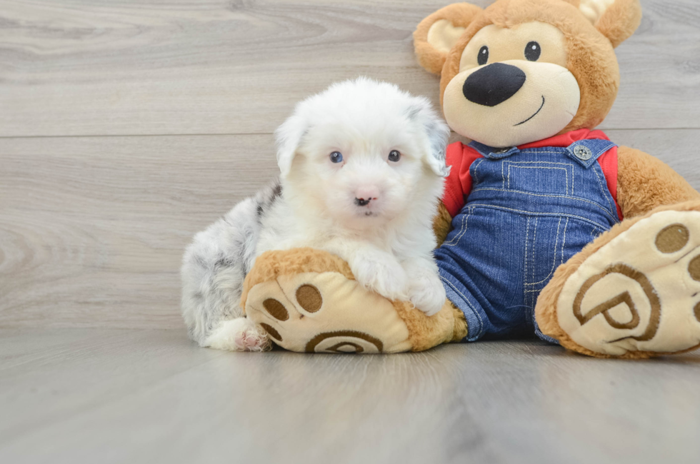 6 week old Mini Sheepadoodle Puppy For Sale - Pilesgrove Pups