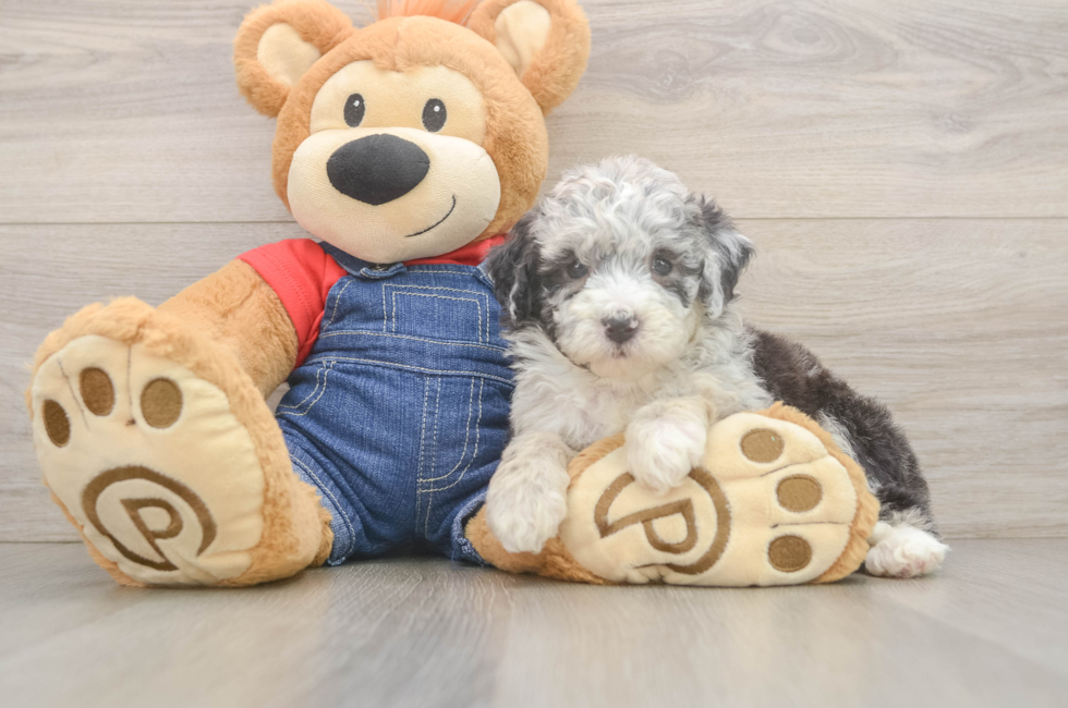 6 week old Mini Sheepadoodle Puppy For Sale - Pilesgrove Pups
