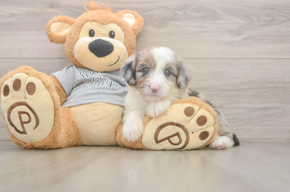 5 week old Mini Sheepadoodle Puppy For Sale - Pilesgrove Pups