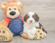 5 week old Mini Sheepadoodle Puppy For Sale - Pilesgrove Pups