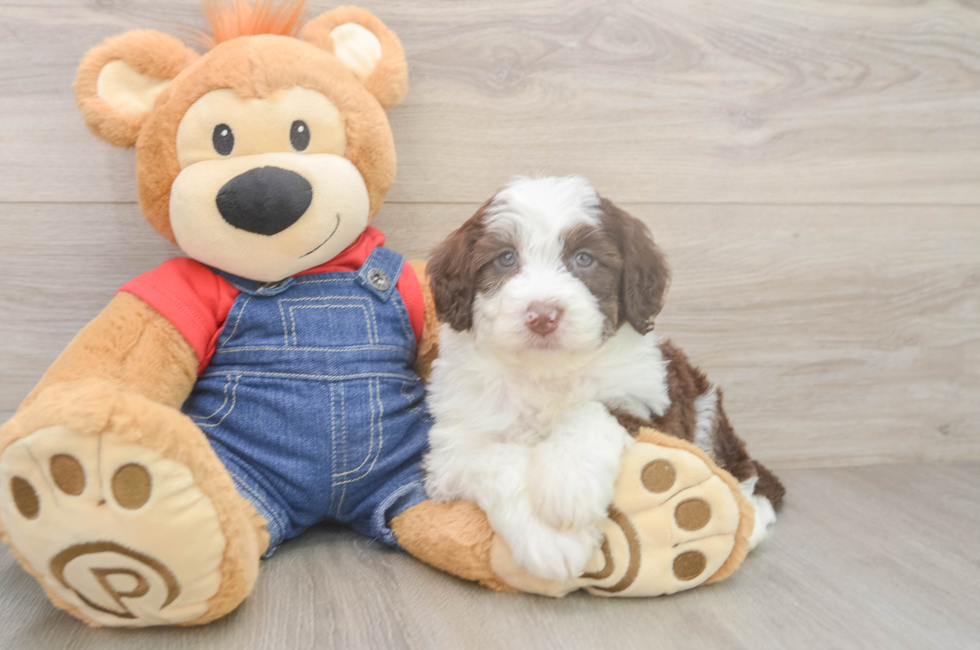 5 week old Mini Sheepadoodle Puppy For Sale - Pilesgrove Pups