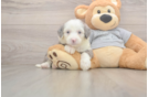 Best Mini Sheepadoodle Baby