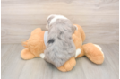 Mini Sheepadoodle Pup Being Cute