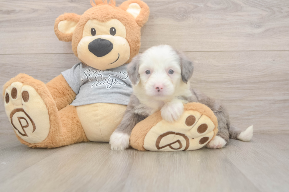 5 week old Mini Sheepadoodle Puppy For Sale - Pilesgrove Pups