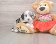 7 week old Mini Sheepadoodle Puppy For Sale - Pilesgrove Pups