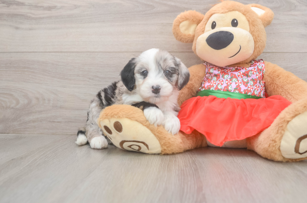 5 week old Mini Sheepadoodle Puppy For Sale - Pilesgrove Pups