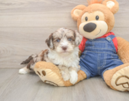 5 week old Mini Sheepadoodle Puppy For Sale - Pilesgrove Pups