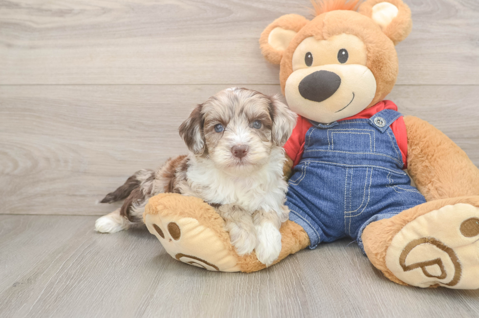 6 week old Mini Sheepadoodle Puppy For Sale - Pilesgrove Pups