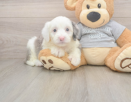 8 week old Mini Sheepadoodle Puppy For Sale - Pilesgrove Pups