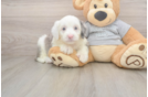 Happy Mini Sheepadoodle Baby