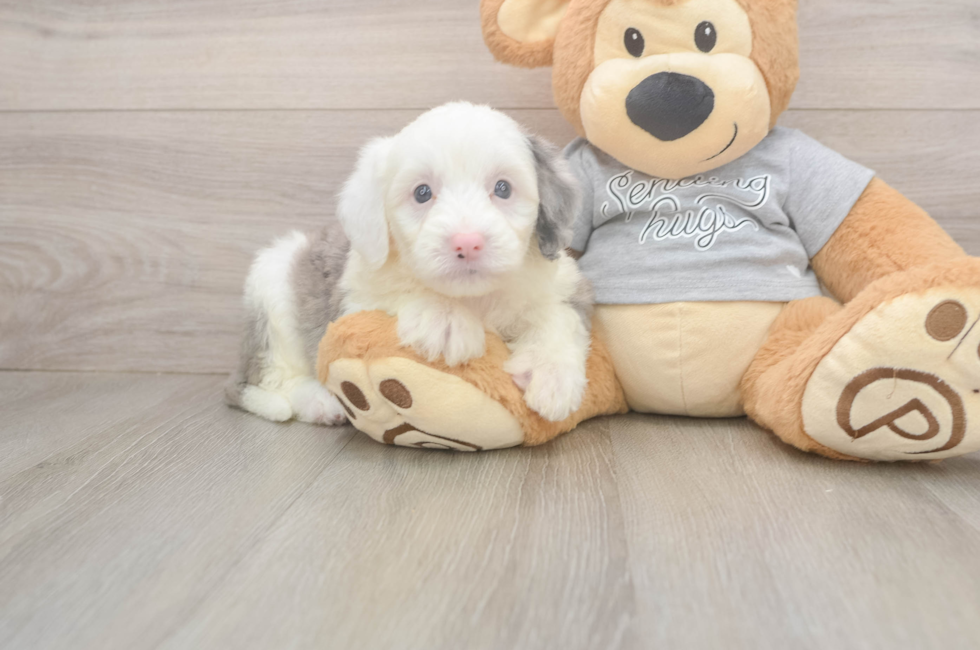 5 week old Mini Sheepadoodle Puppy For Sale - Pilesgrove Pups