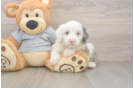 Best Mini Sheepadoodle Baby