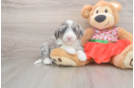 Friendly Mini Sheepadoodle Baby