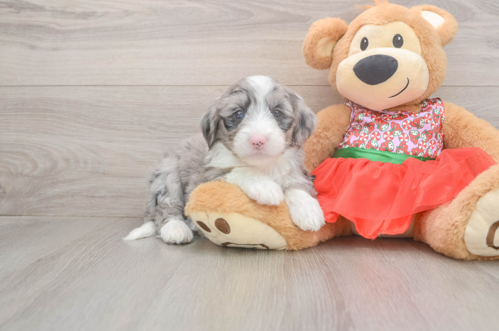 5 week old Mini Sheepadoodle Puppy For Sale - Pilesgrove Pups