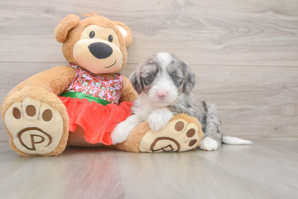 Best Mini Sheepadoodle Baby