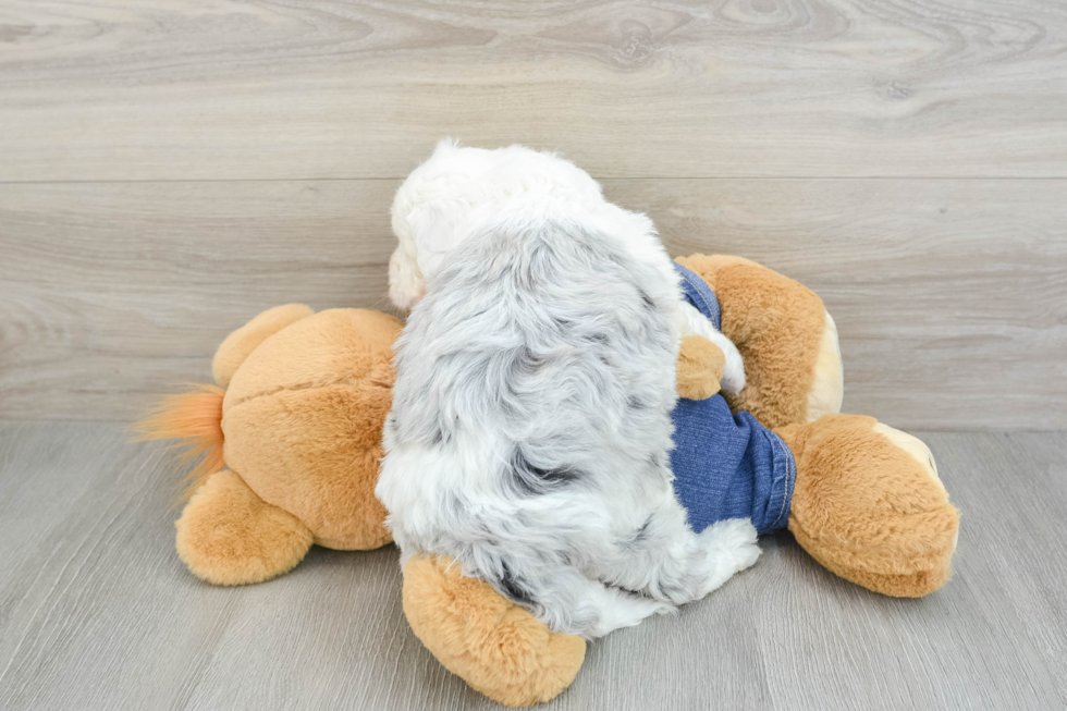 Mini Sheepadoodle Puppy for Adoption