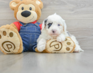 5 week old Mini Sheepadoodle Puppy For Sale - Pilesgrove Pups