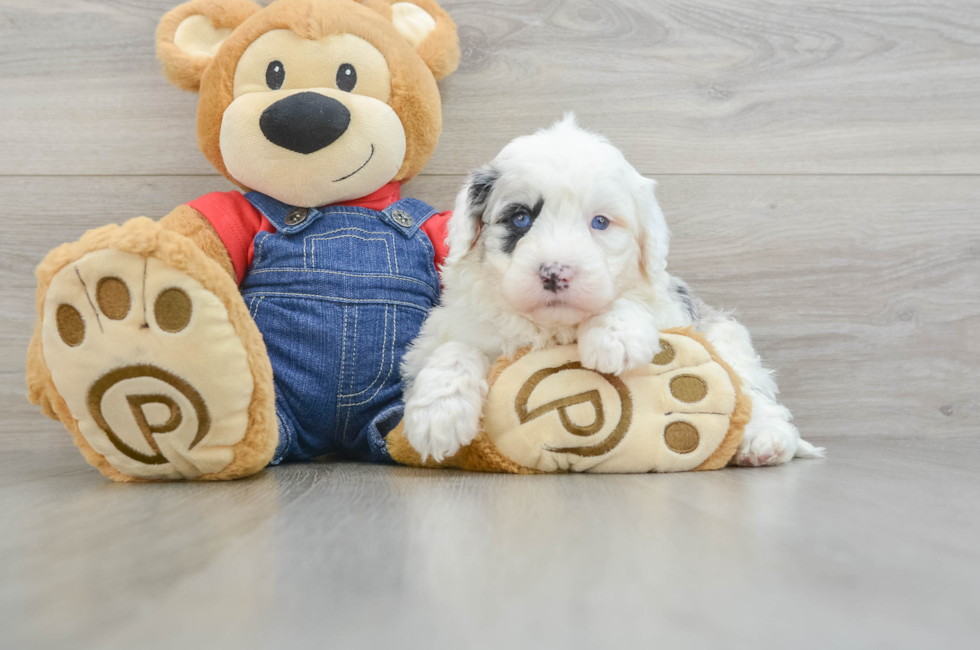 8 week old Mini Sheepadoodle Puppy For Sale - Pilesgrove Pups