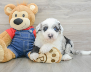 5 week old Mini Sheepadoodle Puppy For Sale - Pilesgrove Pups