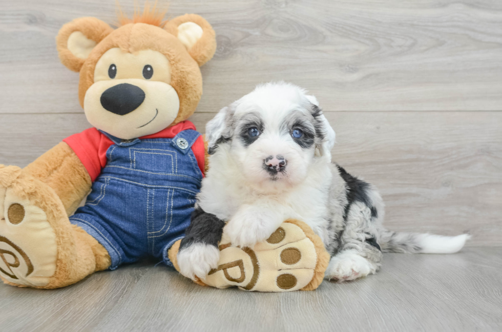 6 week old Mini Sheepadoodle Puppy For Sale - Pilesgrove Pups