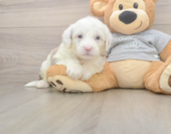 6 week old Mini Sheepadoodle Puppy For Sale - Pilesgrove Pups