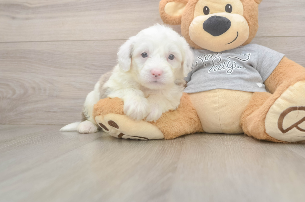 5 week old Mini Sheepadoodle Puppy For Sale - Pilesgrove Pups