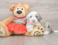 5 week old Mini Sheepadoodle Puppy For Sale - Pilesgrove Pups