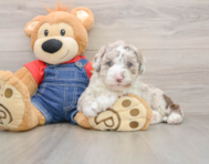 5 week old Mini Sheepadoodle Puppy For Sale - Pilesgrove Pups