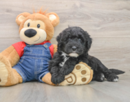 5 week old Mini Sheepadoodle Puppy For Sale - Pilesgrove Pups