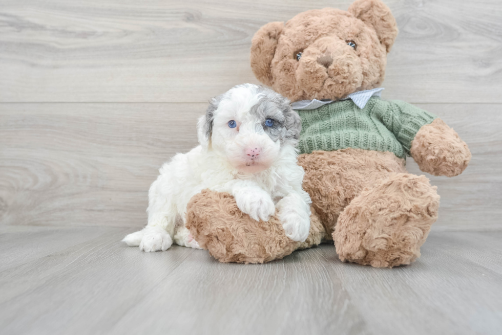 Little Sheep Dog Poodle Mix Puppy