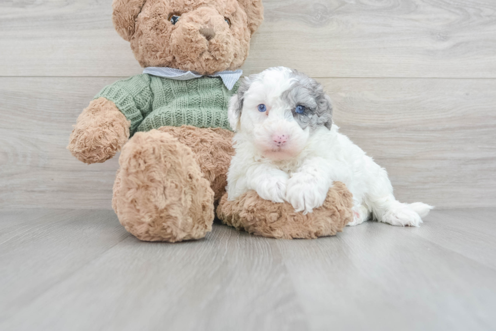 Energetic Sheep Dog Poodle Mix Puppy