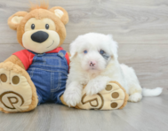 5 week old Mini Sheepadoodle Puppy For Sale - Pilesgrove Pups
