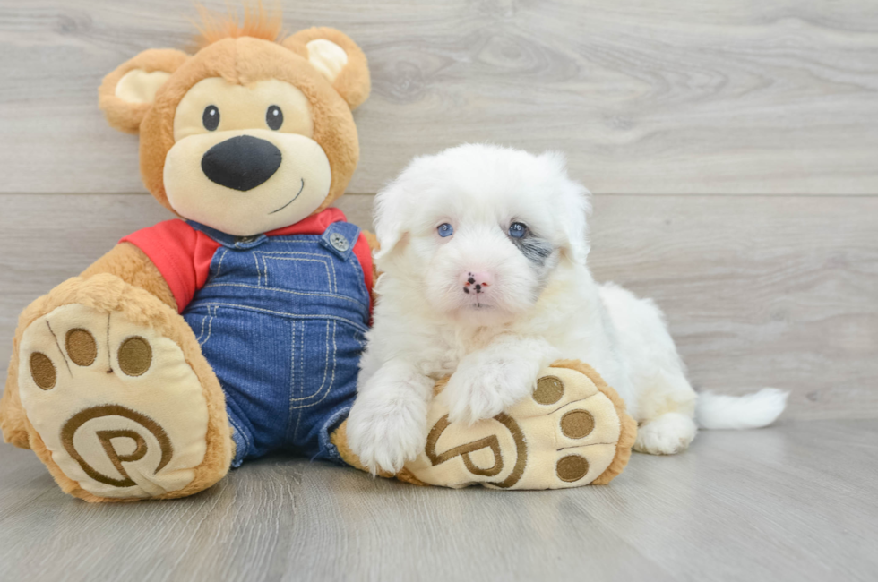 6 week old Mini Sheepadoodle Puppy For Sale - Pilesgrove Pups