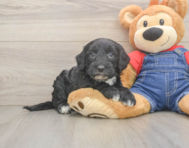 5 week old Mini Sheepadoodle Puppy For Sale - Pilesgrove Pups