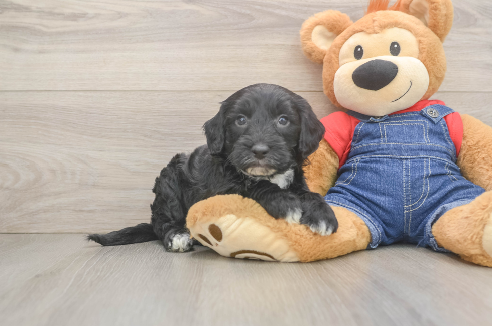 6 week old Mini Sheepadoodle Puppy For Sale - Pilesgrove Pups